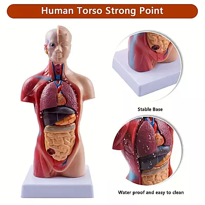 Detachable Human Anatomy Display