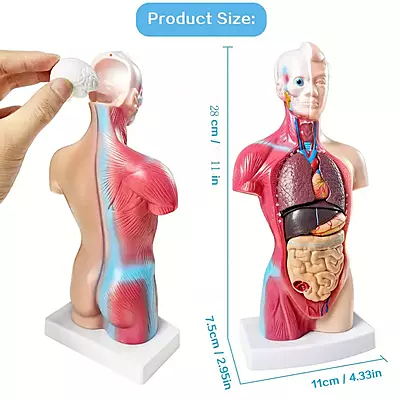 Detachable Human Anatomy Display
