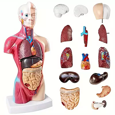 Detachable Human Anatomy Display